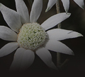 Flannel Flower