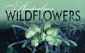 2007 Australian Wildflowers Pack Cover