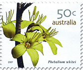 Phebalium whitei stamp
