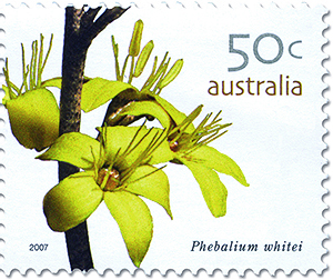 Phebalium whitei stamp