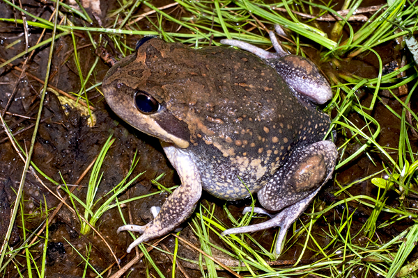 Eastern Banjo Frog, Eastern Pobblebonk, Grey-bellied Pobblebonk