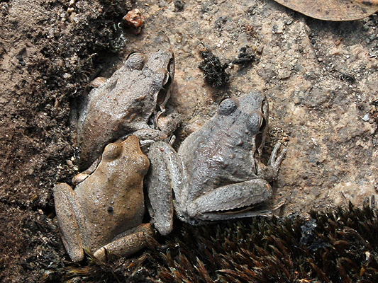 Broad-palmed rocketfrog, Gunther's frog