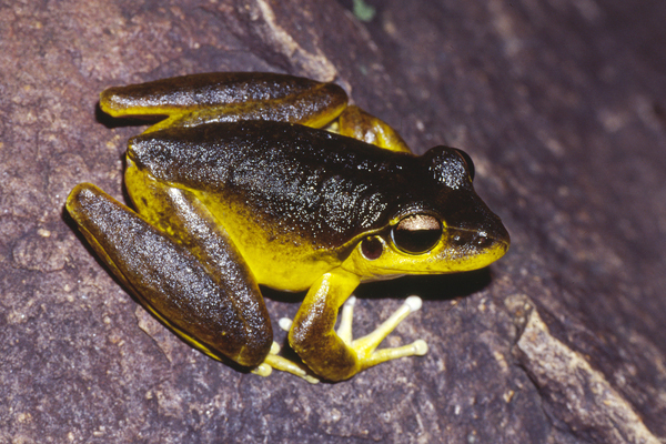 Stony Creek Frog; Litoria wilcoxii