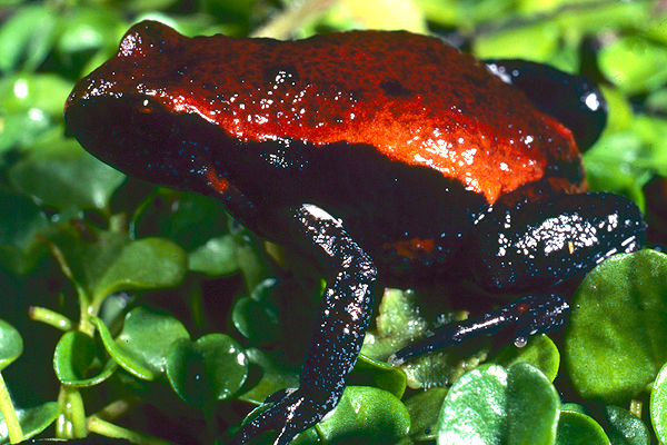 Red-backed Broodfrog; Pseudophryne coriacea