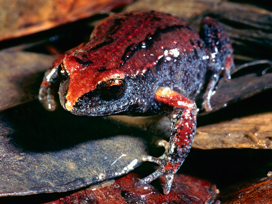 Great Brown Broodfrog; Pseudophryne major
