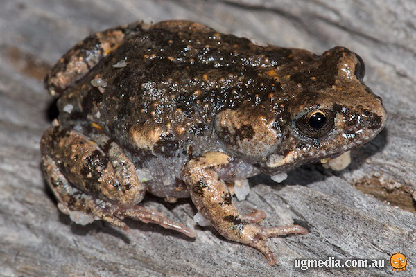 Amphibians; Frog; Eastern gungan, Smooth toadlet; Myobatrachidae, Uperoleia laevigata