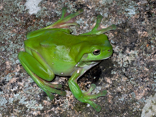 Green Treefrog