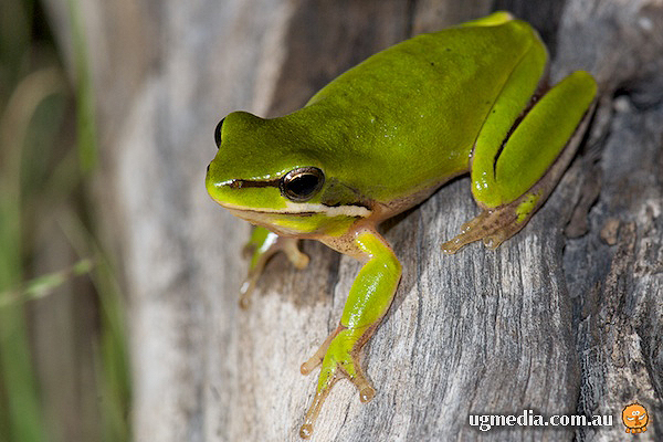 Amphibians; Eastern sedge frog, Eastern dwarf tree frog; Hylidae, Litoria fallax