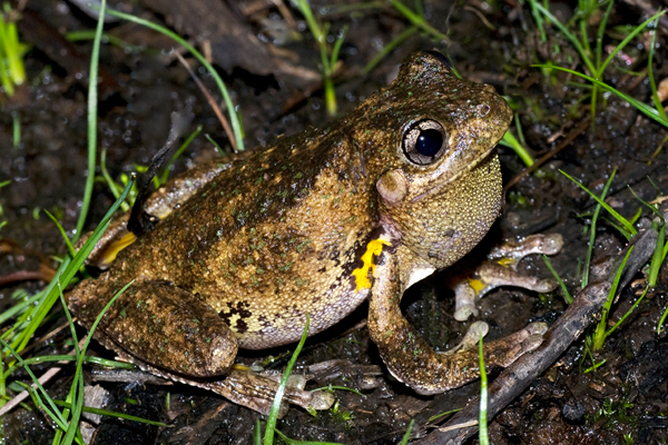 Emerald spotted tree frog