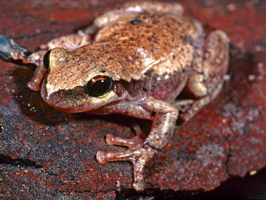 Red Treefrog