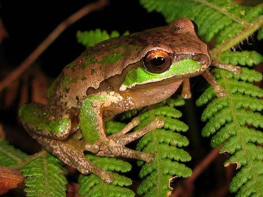 New England Treefrog