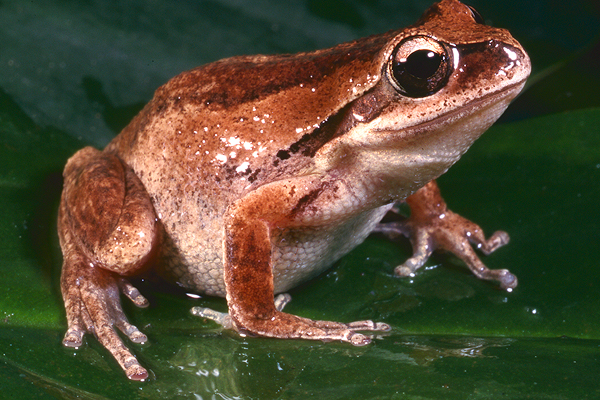 Whistling Treefrog