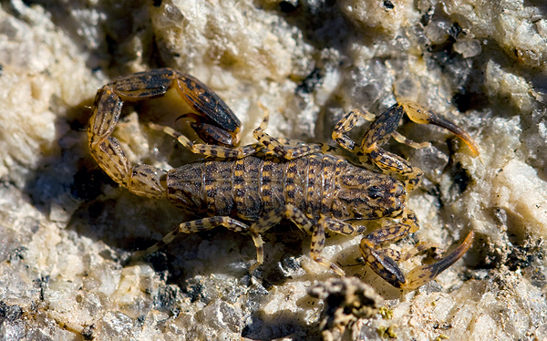 Little Marbled Scorpion