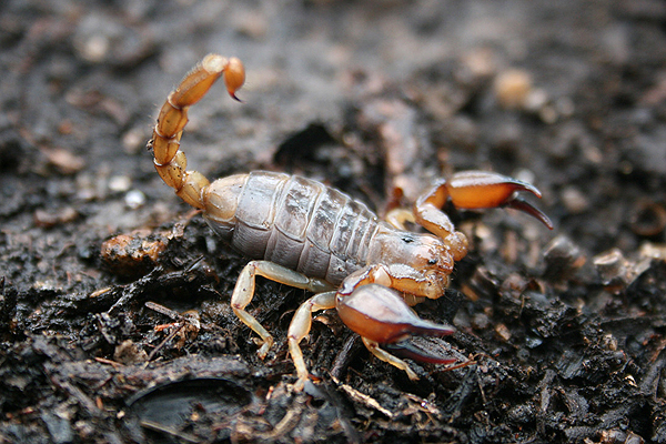 Scorpion; Urodacus manicatus