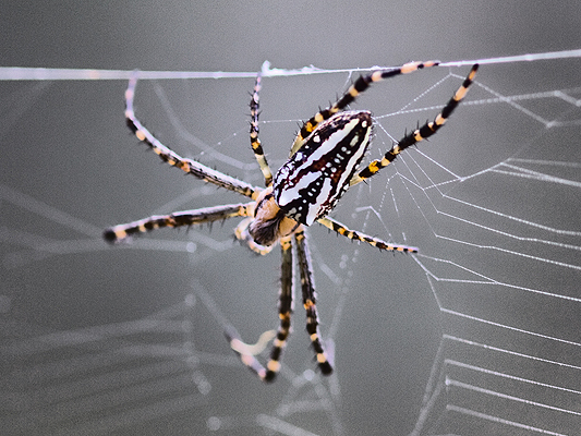 Spider; Enamelled spider; Araneus bradleyi