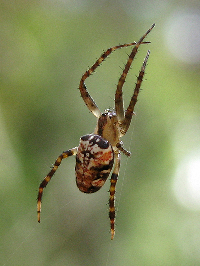 Bush Orb Spider