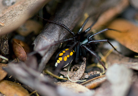 Spider; Ant spider, Ant-eating spider; Habronestes hunti