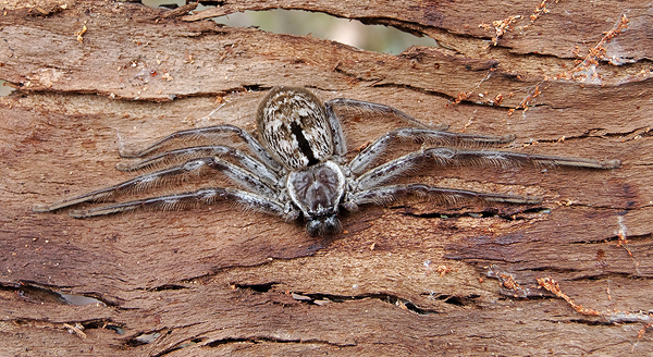 Huntsman spider