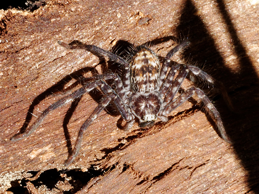 Huntsman spider