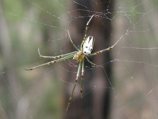 Silver Orb Spider