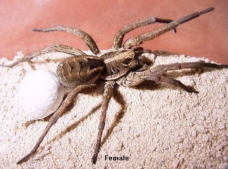 A female Wolf Spider with her