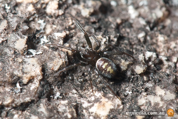 Cupboard Spider, Brown House Spider, False Black Widow; Steatoda grossa