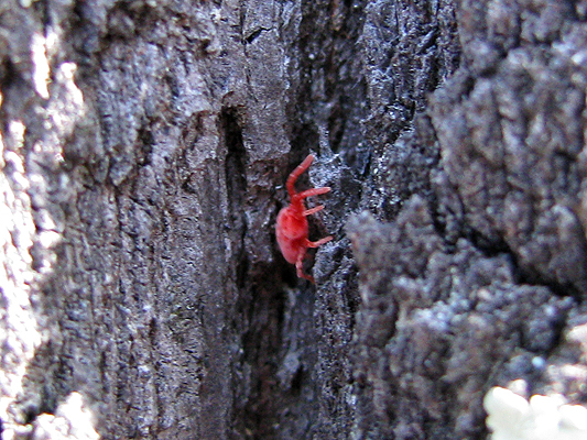 Family Trombidiidae; Red Velvet Mite