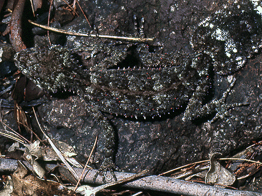 Mites infesting a Leaf-tailed Gecko.