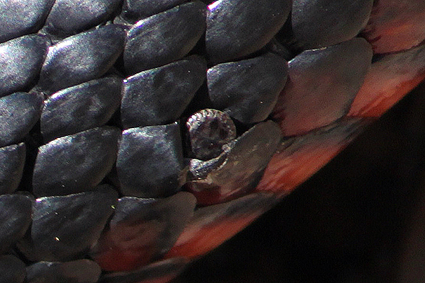 Tick on a Red-bellied Black Snake.