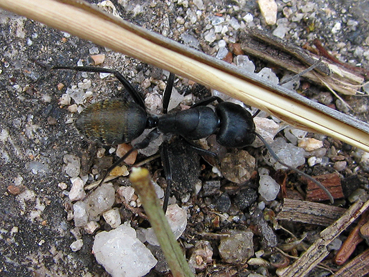 Insects; Ants; Camponotus species