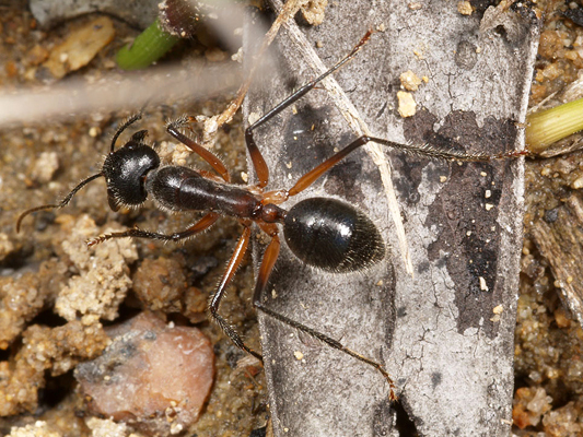 Ants; Camponotus species
