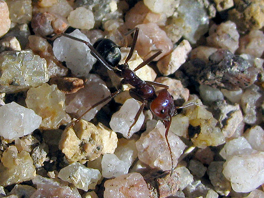 Insects; Ants; Meat ant, Meat-eater ant, Gravel ant; Iridomyrmex purpureus