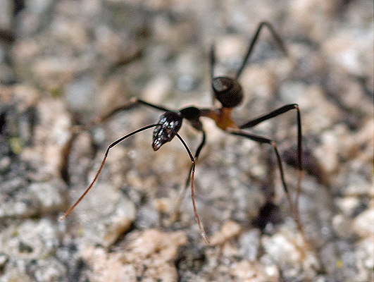 Insects; Ants; Spider ant; Leptomyrmex species