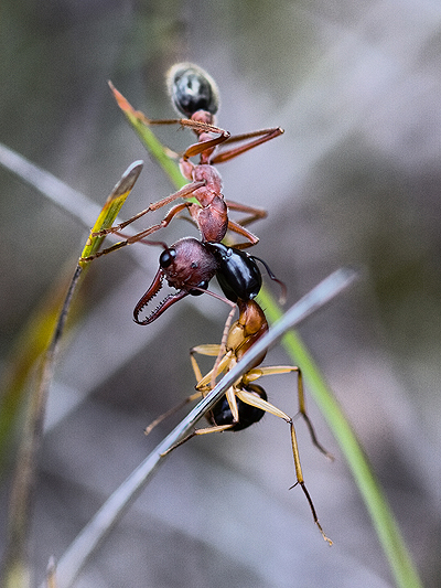 Myrmecia brevinoda