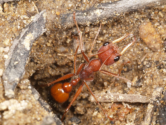 Bull Ant; Myrmecia gulosa