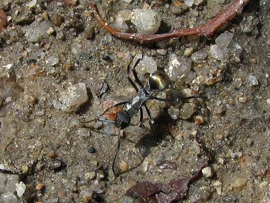 Insects; Ants; Golden-tailed spiny ant, Golden spiny ant; Polyrhachis ammon