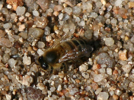 Insects; Bees; Honey Bee, European Honey Bee; Apis mellifera