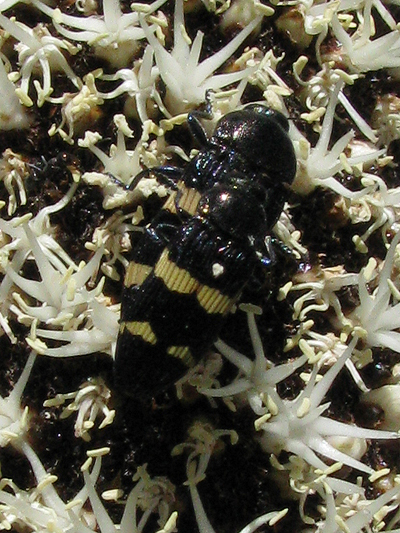 Castiarina bifasciata
