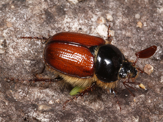 Beetle; Scarab Beetle