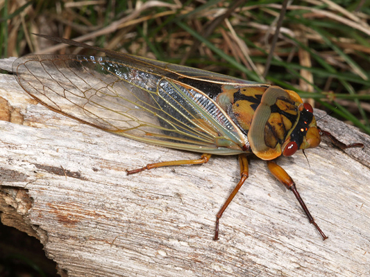 Cicada; Green Grocer