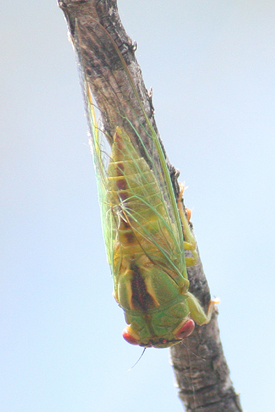 Wattle Cicada