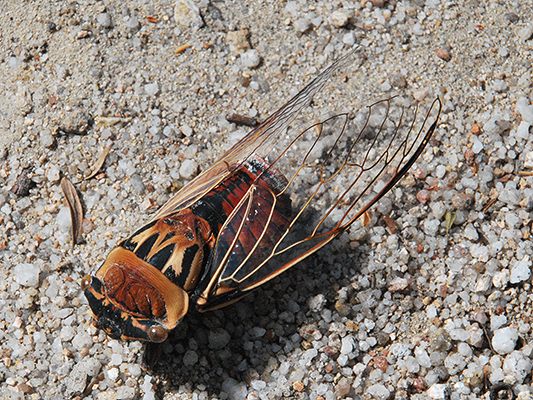 Double Drummer Cicada