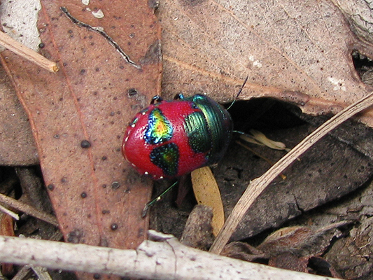 Bug; Ground Shield Bug; Choerocoris paganus