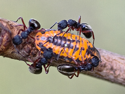Bug; Mealy Bug and Ants