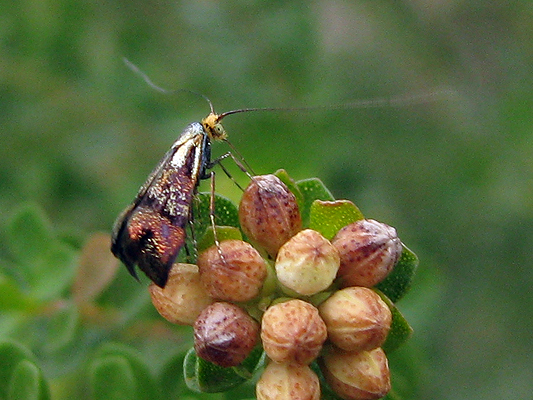 Moth; Adelidae; Fairy Long Horn Moths; Nemophora species