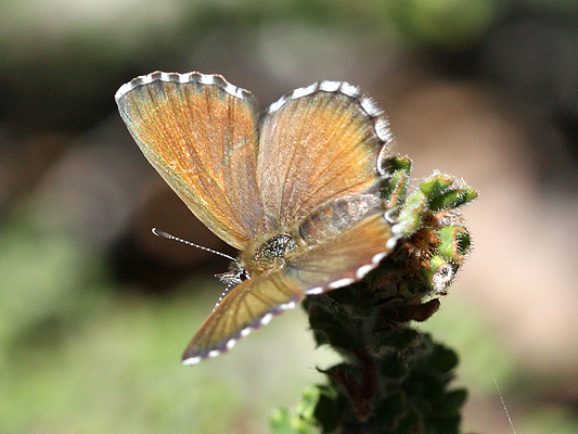 Butterfly; Lycaenidae; Blues and Coppers, Gossamer winged; Fringed Heath-blue; Neolucia agricola