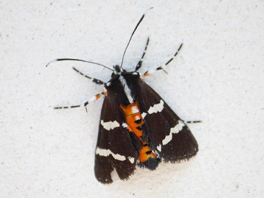 Hecatesia fenestrata; Common Whistling Moth