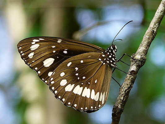 Butterfly; Nymphalidae; Brush-footed Butterflies, Four-footed Butterflies; Common Crow; Euploea core corinna