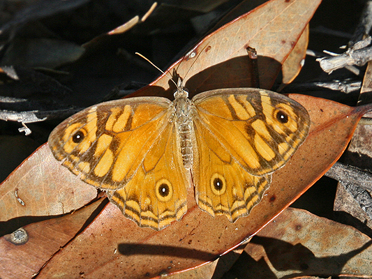 Butterfly; Nymphalidae; Brush-footed Butterflies, Four-footed Butterflies; Ringed Xenica; Geitoneura acantha