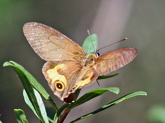 Butterfly; Nymphalidae; Brush-footed Butterflies, Four-footed Butterflies; Brown Ringlet; Hypocysta metirius